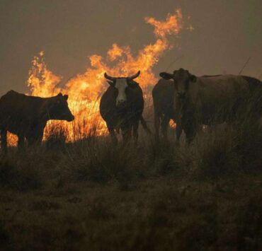Los incendios forestales en Corrientes impactarán en toda la ganadería argentina