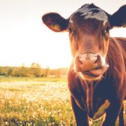 Por las restricciones del gobierno nacional, se perdieron exportaciones por más de 70 mil toneladas de carne bovina