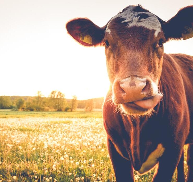 Por las restricciones del gobierno nacional, se perdieron exportaciones por más de 70 mil toneladas de carne bovina