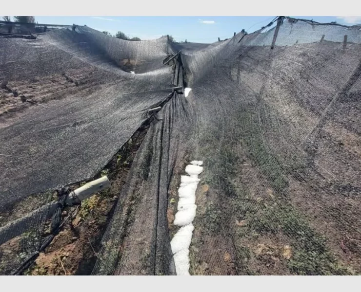 El granizo castiga a los productores de San Juan