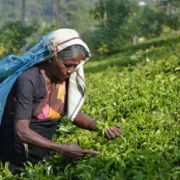 Sri Lanka permite el glisfosato