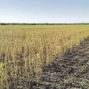 El sector agropecuario sufre en Argentina: el Estado se queda con el 80% de sus ganancias en plena sequía