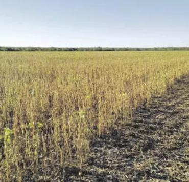 El sector agropecuario sufre en Argentina: el Estado se queda con el 80% de sus ganancias en plena sequía