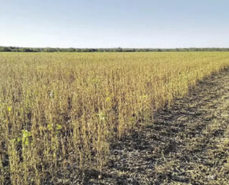 El sector agropecuario sufre en Argentina: el Estado se queda con el 80% de sus ganancias en plena sequía